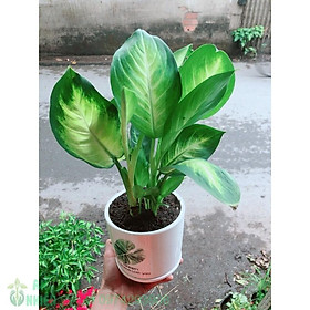 Mua Chậu Cây Vạn Niên Thanh