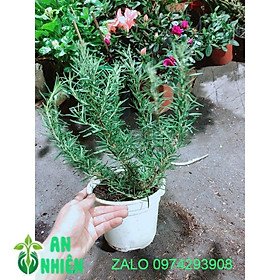 Mua Cây Hương Thảo