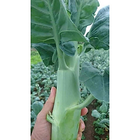 Mua HẠT GIỐNG CẢI RỔ ( CẢI LÀN)