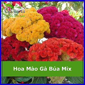 Mua Hạt Giống Hoa Mào Gà Búa Nhiều Màu Mix