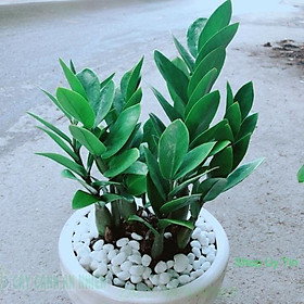 Mua Chậu Kim Tiền
