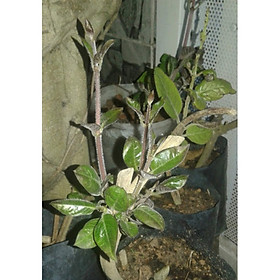 Mua Cây mơ lông - mơ tam thể