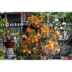 Mua cây mai cam - mai vàng ra hoa quanh năm