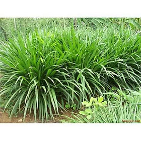 Hạt giống cỏ trong chăn nuôi Mulato II gói 200g