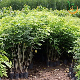 Mua cây giống sưa đỏ f1