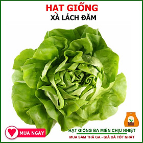 Mua Hạt Giống Xà Lách Đăm Gói 2gram Chịu Nhiệt Tốt