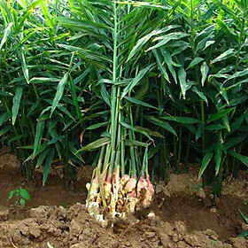 Mua Gừng củ giống Mua 3 tặng 1 cây bất kì