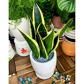 Chậu sứ cây Lưỡi Hổ Hoàng Kim tặng kèm đá trang trí
