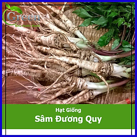 Hạt Giống Sâm Đương Quy Thảo Mộc (100H)