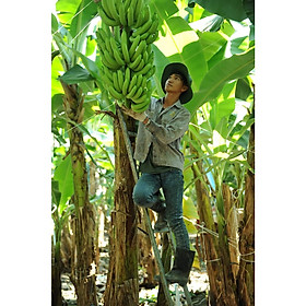 Mua Cây giống Chuối Lân Đà Lạt Cấy Mô F1 Chuẩn Giống