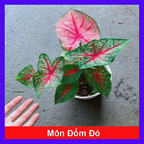 Cây môn đốm đỏ - Cây cảnh để bàn + tặng phân bón cho cây