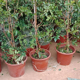 Cây giống Nho Thân Gỗ Tứ Quý - Giống Nhập khẩu cho quả quanh năm - Cây 1 năm tuổi bầu rễ ổn định