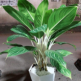 Mua Chậu Cây Bạch Mã Hoàng Tử