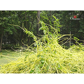 Mua 1 ký dây tơ hồng loại to