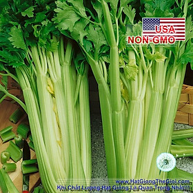 Mua 0.5Gr Hạt Giống Cần Tây Mỹ Ngọt 75cm Utah (A2.201| C9*W43)