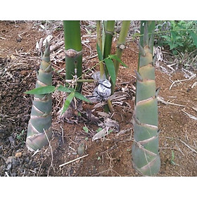 Mua Cây Giống Tre Mai  cây măng mai Ngọt - dòng măng đặc sản Yên Bái