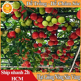 Mua Hạt giống Cà Chua Bạch Tuột (Cà Chua Leo Giàn) Tăng Trưởng Tốt Và Cho Quả Liên Tục Cho Đến Hết Quá Trình Sinh Trưởng (Gói 20 Hạt) - Nông Sản Vàng
