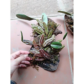 Mua Hoa Phong Lan Vảy Rồng