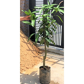 Mua Cây xoài Thái cao 120 - 150 cm