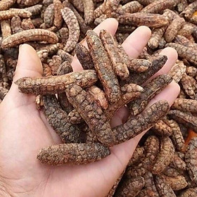 Mua Chuối Hột Rừng Tây Bắc Nguyên QỦa Chín Khô Ngâm