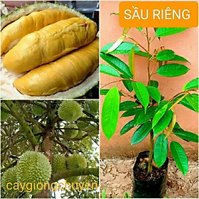CÂY GIỐNG SẦU RIÊNG RI6 SAI QUẢ