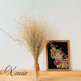Mua Cỏ trang trí phòng  deocr  Cỏ mưa