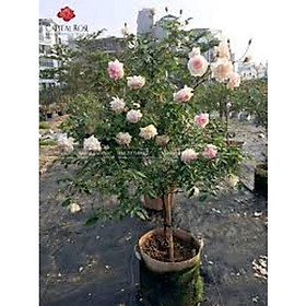 Mua COMBO 3 CÂY Hồng Đào Cổ – Hồng cổ Việt Nam rất thơm và sai hoa- CÂY GIỐNG NGUYÊN BẦU TỪ CÂY MẸ XỊN