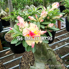 Cây hoa sứ mix màu Thái Lan - Cây chưa có hoa – Mã số 1569