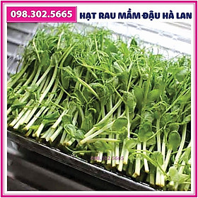 Bộ 10 gói Hạt rau mầm đậu hà lan - gói 90g - Trồng rau mầm sạch, rau mầm hữu cơ an toàn tại nhà