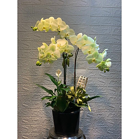 Chậu hoa Lan Hồ Điệp Đà Lạt - Mẫu 05 - Đường kính chậu 20 x cao 50 cm - Mầu Vàng Chanh - Chậu hoa, cây cảnh tặng khai trương, tân gia
