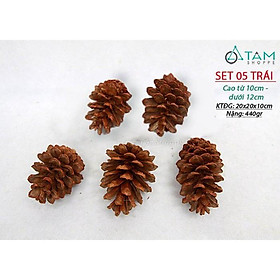 Set từ 2-5 quả thông dầu trang trí cỡ lớn hàng đẹp