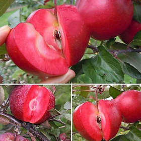 Cây giống TÁO VỎ ĐỎ,RUỘT ĐỎ MỸ NHẬP KHẨU