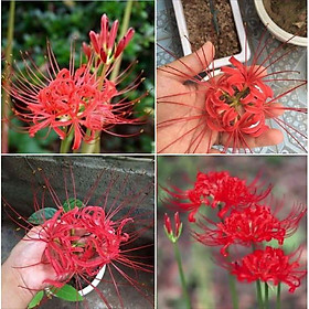 Mua Củ giống hoa bỉ ngạn hoa màu đỏ (  Tặng kèm viên nén ươm củ hoa )