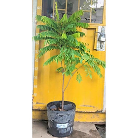 Mua cây khế Tàu... 6 tháng cây cho trái