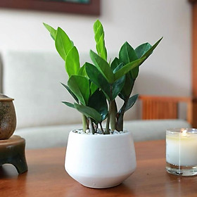 Cây Kim Tiền để bàn