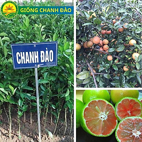 Cây giống chanh không hạt, cây giống thế hệ mới trái trùm, quả thơm, siêu quả mọng nước giá trị kinh tế cao
