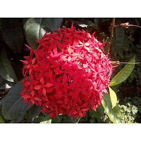 Mua Cây bông trang (mẫu đơn)  bông to  màu đỏ