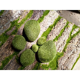 Mua ĐÁ RÊU GIẢ - TRANG TRÍ GỐC CÂY  TƯỜNG RÊU