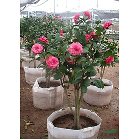 Mua Cây giống hoa Trà My bầu đất đang nụ - Cây bonsai dễ trồng  hoa to  nở hoa Tết Nguyên Đán