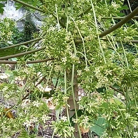 Hạt giống cây Đu đủ Đực siêu bông VTP194