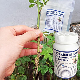 Mua Bột kích rễ Israel cây hoa hồng và cây thân gỗ khác. Hủ 100gr Hormoril 6 giúp kích thích cây ra rễ nhanh  khỏe và sát khuẩn vết cắt để đạt tỷ lệ thành công cao trên cây con và cây giâm chiết cành