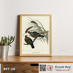 Tranh canvas vintage - Chim cu xanh Olax (Chalcophaps chrysochlora) - BVT-10