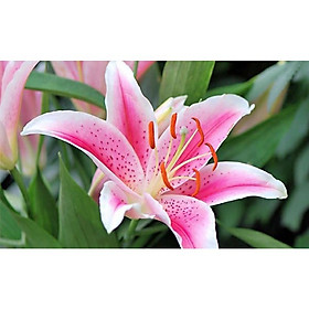 CỦ HOA LY CAO HÀ LAN HOA THƠM NHIỀU MÀU ĐẸP
