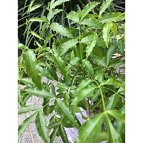 CÂY SẦU ĐÂU ĂN LÁ, LÁ DÙNG TRỘN GỎI, CÓ VỊ ĐĂNG HẬU NGỌT THANH, ĐẶC SẢN MIỀN TÂY SÔNG NƯỚC- CÂY SẦU ĐÂU GIỐNG