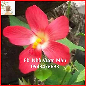 Mua 50h Hạt giống Sâm Bố Chính