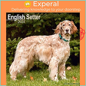 Sách - English Setter Calendar 2024  Square Dog Breed Wall Calendar - 16 Month by  (UK edition, paperback)