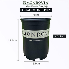 Chậu nhựa trồng cây MONROVIA để bàn, treo ban công, treo tường, ngoài trời, sân vườn, tiêu chuẩn Châu Âu