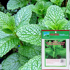 Mua HẠT GIỐNG BẠC HÀ ÂU (HÚNG LŨI) PN800 - GÓI 0.2 GRAM - ĐỘ ẨM THẤP - TỈ LỆ NẢY MẦM CAO - CÓ MÙI THƠM ĐẶC BIỆT - ĐUỔI RUỒI MUỖI