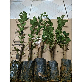 Cây giống Tường Vi Huyết Long, loại cây tường vi được lai tạo hoàn hảo giữa 3 giống Tường Vi khác nhau