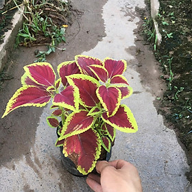 Cây Lá Gấm Đỏ Xanh Trồng Bầu Đen Ổn Định,Sinh Trưởng Nhanh